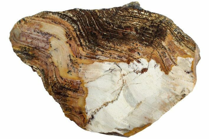 Strelley Pool Stromatolite Section - Billion Years Old #221603
